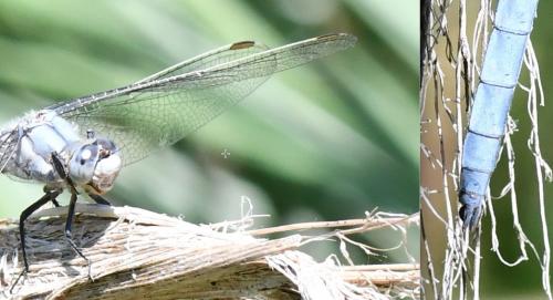 Orthetrum brunneum